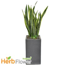 중대형화분 개업화분 행운목 대박나무 고무나무 공기정화식물 전국당일꽃배달, A06-산세베리아