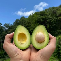 아보카도 대과 (220g내외) 직수입 초신선 생아보카도, 아보카도(대과) 10개