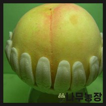 (나무농장) 복숭아나무 천중도(백도) 결실주 분