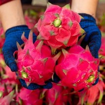 영화청과 특급 베트남 용과 500g 과일선물 설선물추천, 상세페이지 참조