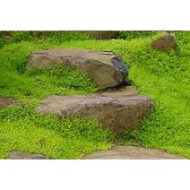 아이리쉬모스 8cm포트묘 (5개) 노지월동 여러해살이 잔디대체 잡초억제 천지가야생화