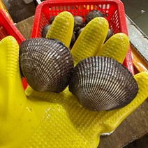 피조개 피꼬막 3kg, 1개