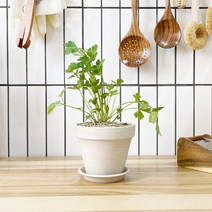 1+1 이태리파슬리 키친허브 화분 세트 딜 바질 파슬리 텃밭 허브 키우기, H27.이태리파슬리, H42.샐러리
