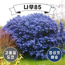 (나무85) 캘리포니아라일락 3종, 캘리포니아라일락 퍼젯블루