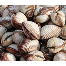 벌교 산지직송 당일채취 당일발송 세척 선별 제철 생물 새꼬막 1kg(무료배송), 특대1kg(60~70미)