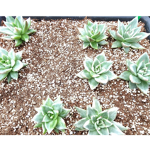 (숙이네다육이야기)837-마리아금 랜덤 청정 남해 화분과 함께 배송