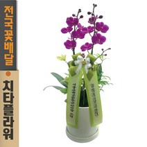 치타플라워 만천홍 서양란 승진 축하 생일 개업 이사 화분 [CT04W-01] 미니 호접 서양난 전국 당일 배송 꽃배달