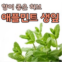 애플민트 생잎 100g 500g 허브 민트 잎 모히또 칵테일 데코용 카페용 식용허브 허브식물 프레쉬민트 민트잎, 애플민트 500g