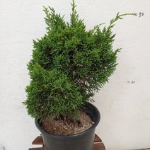 [성심] 진백나무(야생나무)