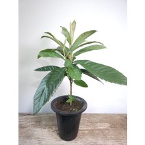 비파나무 중대품 노란열매 상록수 40~70cm 149