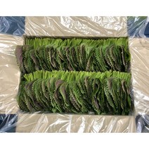 (GAP인증) 500g 1kg 농가에서 직접 재배한 밀양깻잎 (당일수확 당일발송), 깻잎 1kg