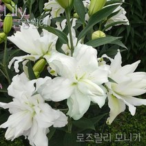 백합 꽃 구근(2구1세트) 금강원예, 로즈릴리 모나카