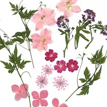 압화종합팩 누름꽃23 약18개 B-03-023