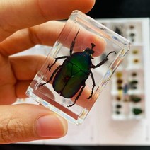 조각품 명확한 수지 문진 견본에있는 각종 곤충, 18 18