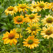 유럽 에키네시아 숙근 랜덤 혼합 3개 세트