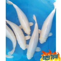 비단잉어 백금 50cm연못용금붕어잉어민물고기열대어황금비단잉어, 비단잉어 백금 50cm