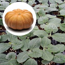 맷돌호박 모종(5개)