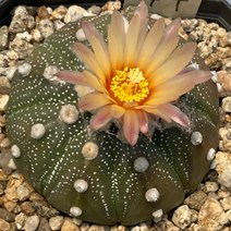 [ 풀풀다육 ] 투구 선인장 다육 공기정화 식물 국민 다육이