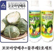 꼬꼬마양배추(100립)+대유 물푸레 2호 세트 과채류용 수경재배용 양액비료 *주렁주렁오이 꼬꼬마양배추 파프리카 적환무 수경재배용*