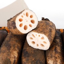 국내산 함안 생 흙연근 상품 햇연근, 3kg