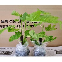무화과 승정도후인 삽목포트묘목 홍무화과, 1년포트묘목2주, 1개