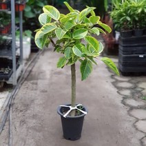 뱅갈고무나무 80~120cm 399중대품 관엽식물