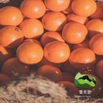 천혜향 선물용 3KG 5KG 산지직송 꿀당도 프리미엄 과일, 5KG선물용포장