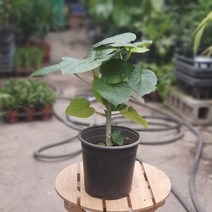 [공룡꽃식물원] 휘커스움베르타 고무나무 159, 1개