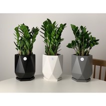 실내공기정화식물 비염에좋은식물 금전수분갈이 돈나무 승진 영전을 축하드립니다 퇴사선물 화분, 포함, 블랙