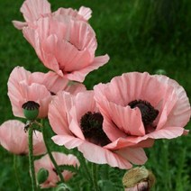 숙근양귀비(엘리자베스)3개묶음/모종/dd2370