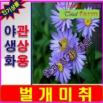 RA/꽃이 예쁜 야생화/관상용/벌개미취 /씨앗 500립