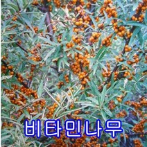 비타민암5+숫2그루묶음.묘목.나무묘목.판매 유실수.꽃나무.과실수