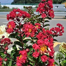 배롱나무 다이너마이트 21cm화분 목백일홍