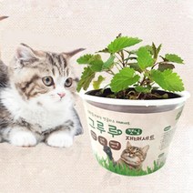 국내산 무농약 귀리재배세트 고양이풀 2p 개박하키우기 캣용품 마따따비화분 심리안정, 2개