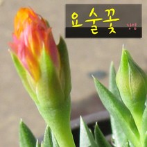 허브여울다육 요술꽃 지름 9cm 소품화분, 1개