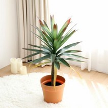1300K 아가베 아테누아타 조화나무 화분 테킬라 용설란 80cm, 단품