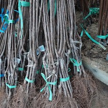 왜성체리나무 묘목-써미트 접목 1년생 콜트대목