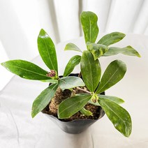 청년농부 천리향 모종포트 향기좋은식물 이쁜꽃 키우기좋은식물 소형식물, 1개