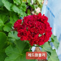 로즈버드 레드램블러 유럽제라늄 중품