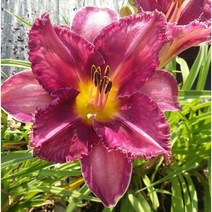 야생화피어나라플라워 겹원추리 뿌리 (시카고 코비), 1개