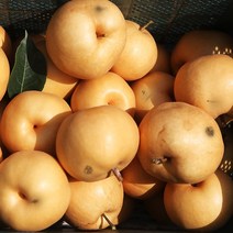 [오늘출발] 장보남 햇 수확 나주배 가정용 선물용 정품 5kg 7.5kg, 1박스, 가정용 나주배 5kg(7-9과)