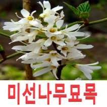 (성실G)미선나무묘목(수고60센치) 2그루