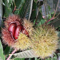 첫수확 선별발송 햇밤 2kg-3kg, 햇밤 2kg(중), 1개