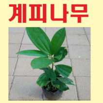 (D소망)계피나무(시나몬) 묘목 실생1년 포트묘 1그루