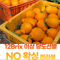 고당도 한라봉 제주 기성농장 3kg 5kg가정용, NO왁싱 한라봉 3kg 꼬마 (15과이상), 1개