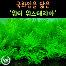 [비바소녀] 내 수조 속 국화잎 워터위스테리아(2촉) / 무이탄 수질정화 구피은신처 초보수초 레이아웃