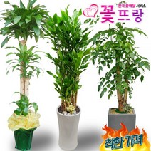 전국꽃배달2m화분 행운목 개업화분 축하화분 녹보수 황금죽 당일배송, B03 가지마루분재, 1, 0개