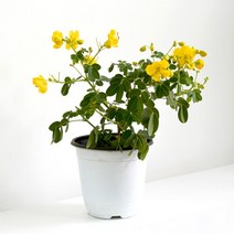 마이플랜트 [마이플랜트]카시아 (중형) 토멘토사 관엽식물 황호접 노란꽃 나무 키우기, 선택완료, 카시아 (중형)
