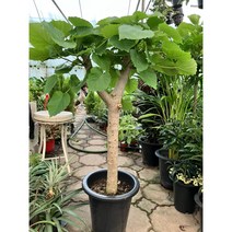 움베르타휘커스 굵은목대110센치정도/산소제조기