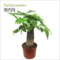 파키라 / 수경재배식물 / 공기정화